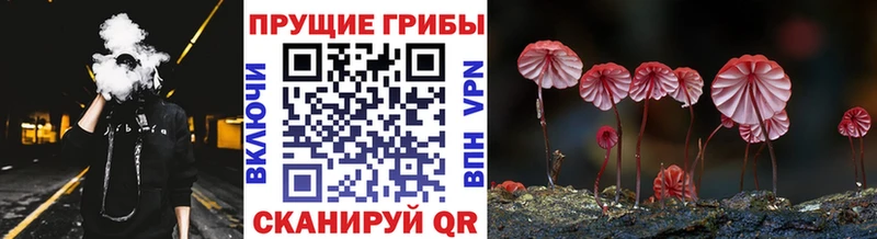 где можно купить   Усмань  Псилоцибиновые грибы Cubensis 